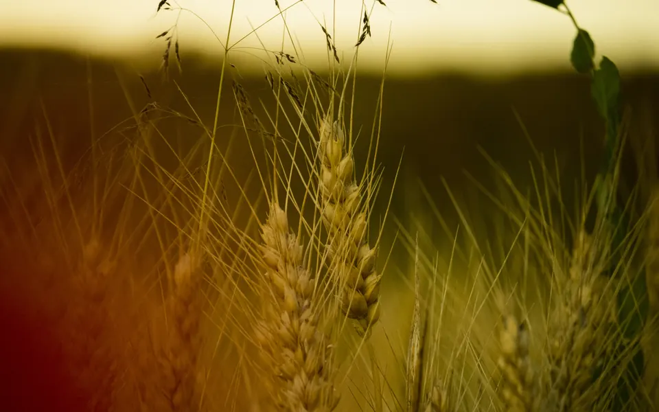 Branchenfoto: Landwirtschaft und Agrarbetrieb