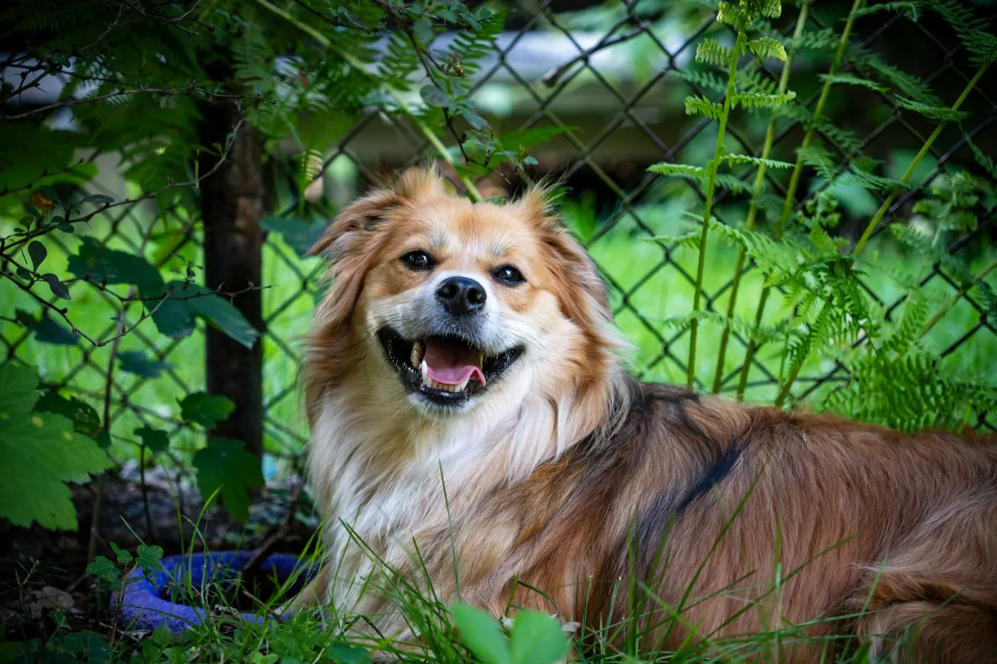 Branchenfoto: Tierschutzverein