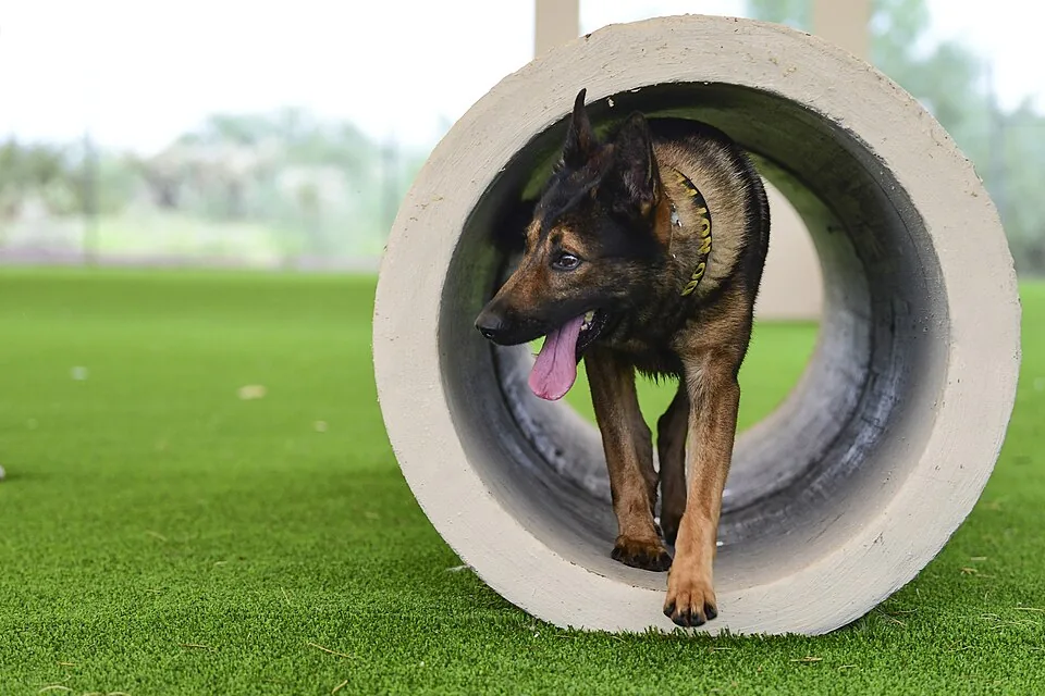 Branchenfoto: Hundeschule