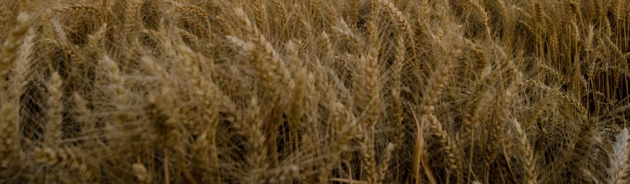 Branchenfoto: Landwirtschaft