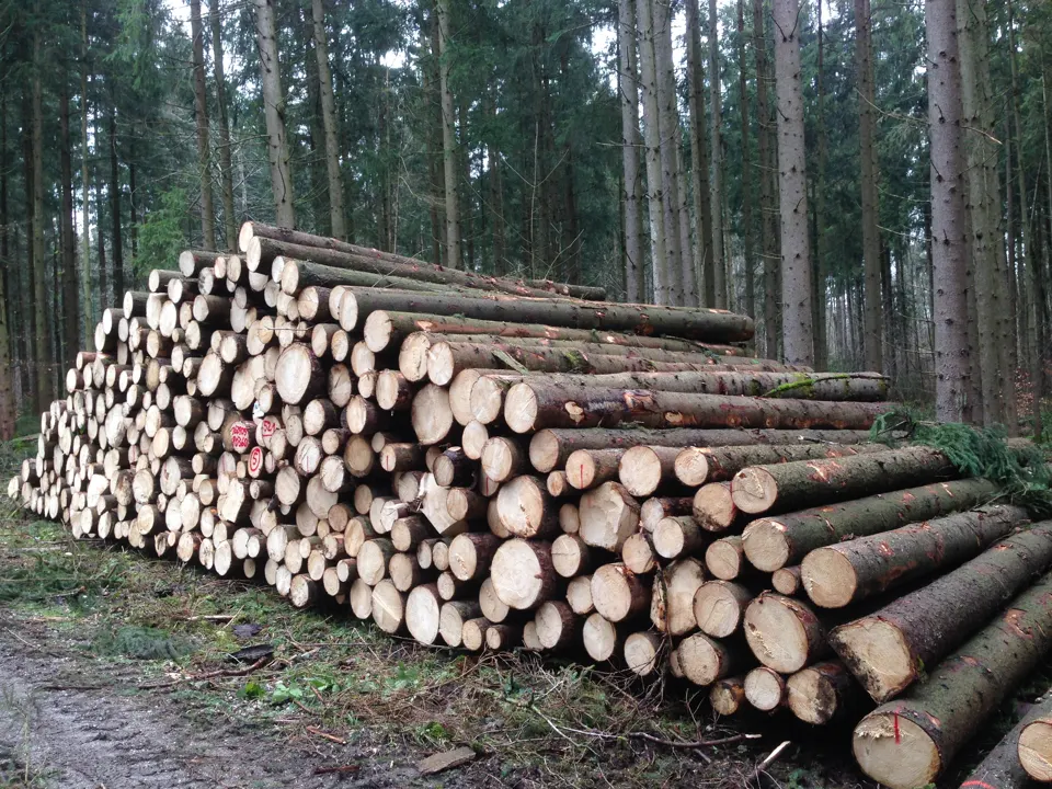 Branchenfoto: Forstwirtschaft