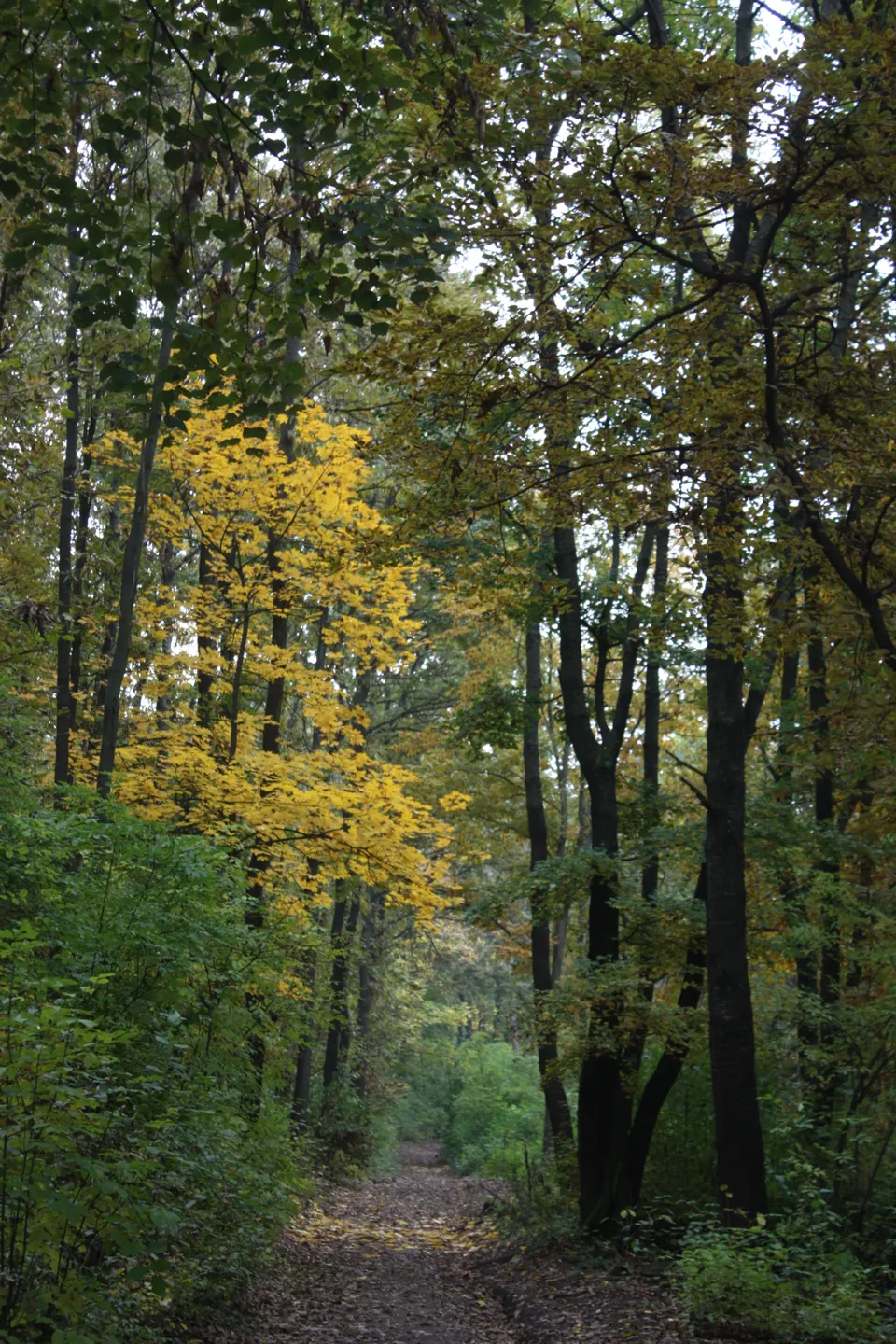 Branchenfoto: Wanderverein