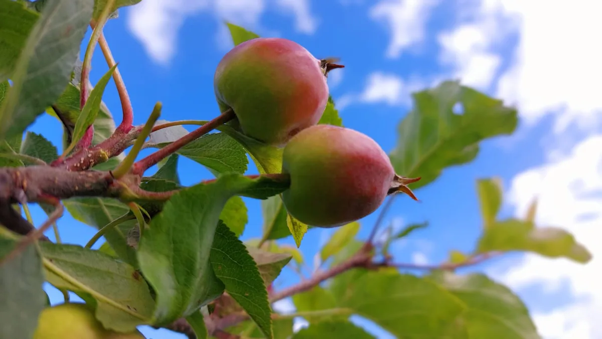 Branchenfoto: Obstbau