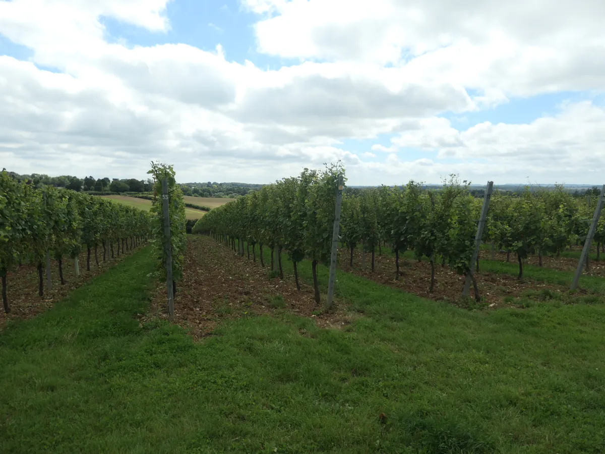 Branchenfoto: Weingut